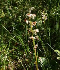 Attēlu rezultāti vaicājumam “Pyrolaceae”