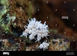 Attēlu rezultāti vaicājumam “Cribraria argillacea young”