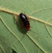 Attēlu rezultāti vaicājumam “Ectobius sylvestris nymph”