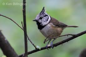 Attēlu rezultāti vaicājumam “Lophophanes cristatus”