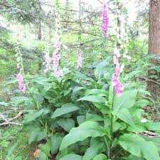 Image result for Fingerhut rot