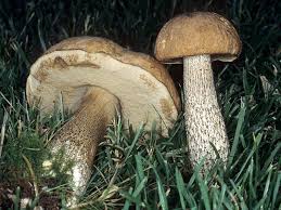 Attēlu rezultāti vaicājumam “Leccinum scabrum”