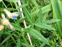 Attēlu rezultāti vaicājumam “Lathyrus palustris leaf”