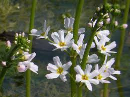 Attēlu rezultāti vaicājumam “Hottonia palustris flower”