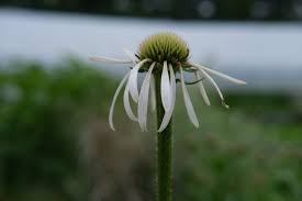 Image result for Echinacea pallida
