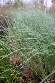 Attēlu rezultāti vaicājumam “Ammophila arenaria”