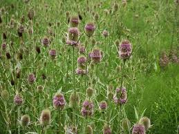 Image result for Dipsacus silvestris