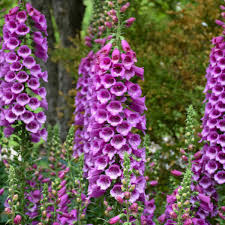 Attēlu rezultāti vaicājumam “Digitalis purpurea”