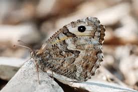 Attēlu rezultāti vaicājumam “Hipparchia semele underside”