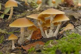 Attēlu rezultāti vaicājumam “Galerina marginata”