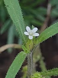 Attēlu rezultāti vaicājumam “Cribraria tenella”