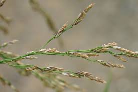 Attēlu rezultāti vaicājumam “Glyceria maxima”