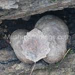 Attēlu rezultāti vaicājumam “Lycogala flavofuscum”