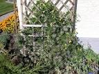 Flora & Fauna - Flowerbed Details