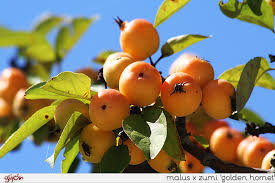 Attēlu rezultāti vaicājumam “Malus x zumi”