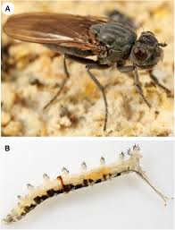Attēlu rezultāti vaicājumam “Chironomidae imago”