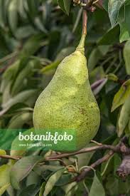 Attēlu rezultāti vaicājumam “Pyrus communis”