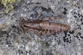 Attēlu rezultāti vaicājumam “Podisma pedestris”