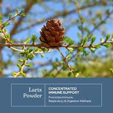 Attēlu rezultāti vaicājumam “Larix”