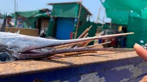 Image result for Belone belone