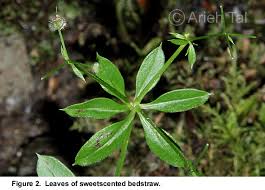 Attēlu rezultāti vaicājumam “Galium triflorum leaf”