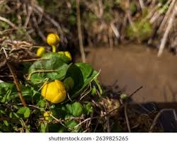 Attēlu rezultāti vaicājumam “Trollius europaeus fruit”