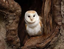 Attēlu rezultāti vaicājumam “Strigiformes”