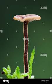 Attēlu rezultāti vaicājumam “Auriscalpium vulgare”