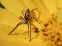 Attēlu rezultāti vaicājumam “Pisauridae”