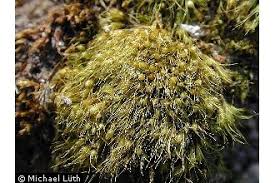 Attēlu rezultāti vaicājumam “Pleuridium subulatum”