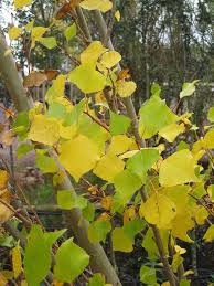 Attēlu rezultāti vaicājumam “Populus nigra Italica”