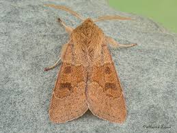 Attēlu rezultāti vaicājumam “Orthosia miniosa larva”