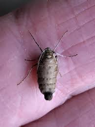 Attēlu rezultāti vaicājumam “Alsophila aescularia”