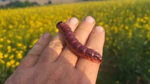 Attēlu rezultāti vaicājumam “Cossus cossus larva”
