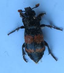 Attēlu rezultāti vaicājumam “Nicrophorus investigator imago”