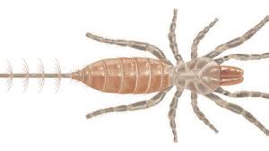 Attēlu rezultāti vaicājumam “Arachnida”