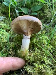 Attēlu rezultāti vaicājumam “Gomphidius glutinosus”