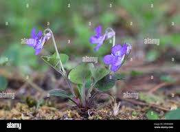 Attēlu rezultāti vaicājumam “Viola rupestris flower”