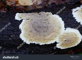 Attēlu rezultāti vaicājumam “Coniophora puteana”