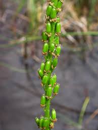 Attēlu rezultāti vaicājumam “Triglochin maritimum”