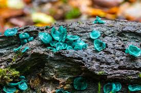 Attēlu rezultāti vaicājumam “Chlorociboria aeruginascens”