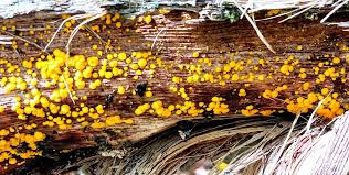 Attēlu rezultāti vaicājumam “Bisporella citrina”