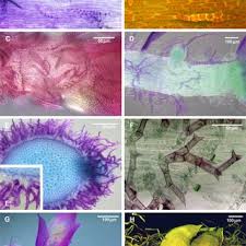 Attēlu rezultāti vaicājumam “Leskea polycarpa”