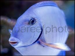 Image result for Acanthurus chirurgus