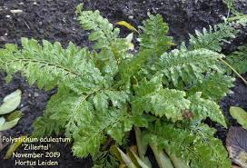 Attēlu rezultāti vaicājumam “Polystichum aculeatum”