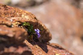 Attēlu rezultāti vaicājumam “Viola rupestris flower”