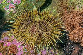 Image result for Strongylocentrotus droebachiensis