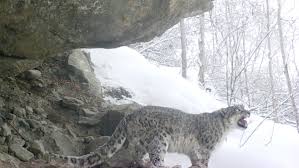 Image result for kernel panic snow leopard