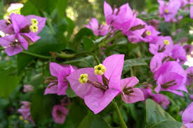 Image result for bougainvillea