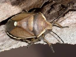 Attēlu rezultāti vaicājumam “Chlorochroa juniperina”